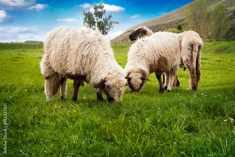 Fototapeta premium Sheep grazing on the meadow