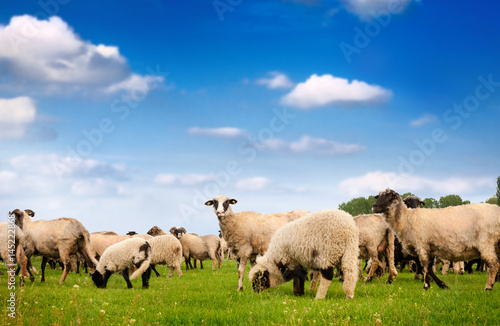 Sheep standing on the grass