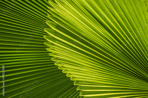 Palm tree leads