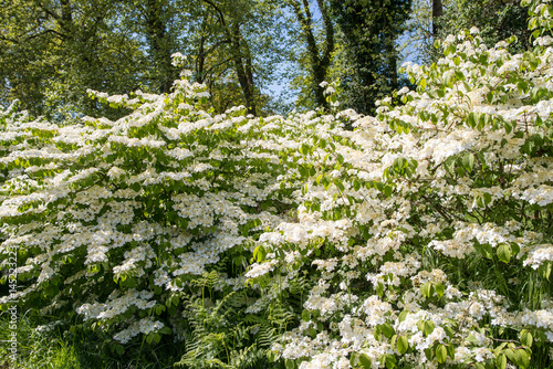 BASSIN D'ARCACHON, Viburnum plicatum, viorne de Chine photo