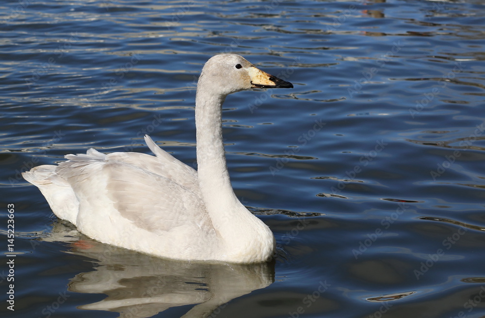 Whooper Swan, Cygnus cygnus, birds of Iceland Whooper Swan, Cygnus cygnus, birds of Iceland
