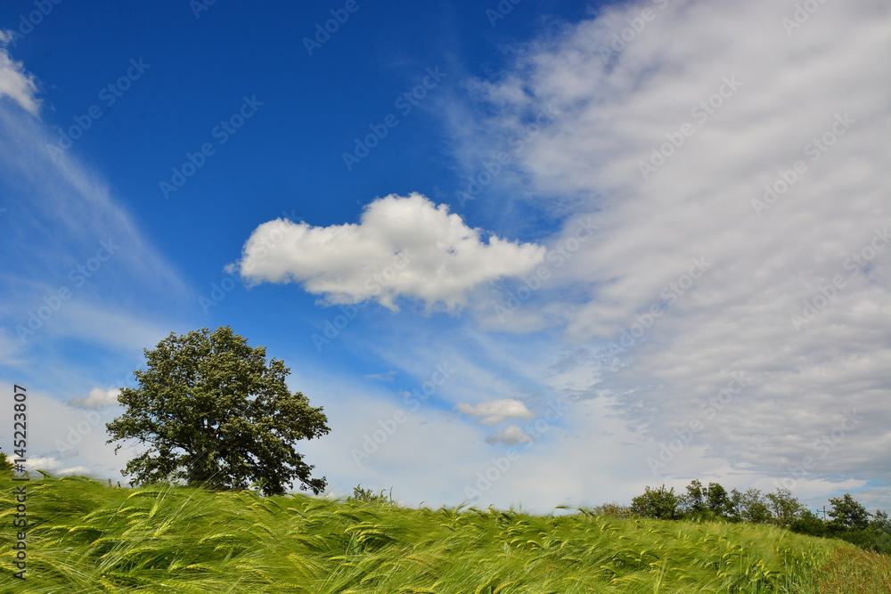 Growing rye field, Agricultural Background
Growing rye field, Agricultural Background