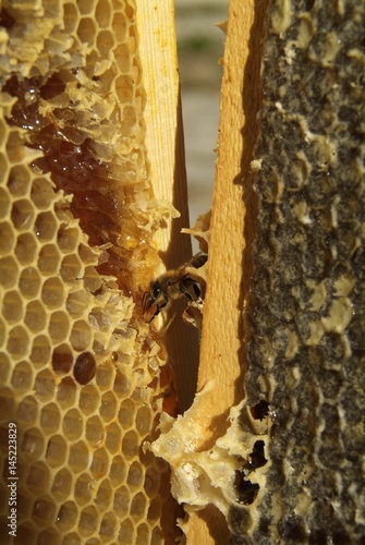 Bees in a beehive photo