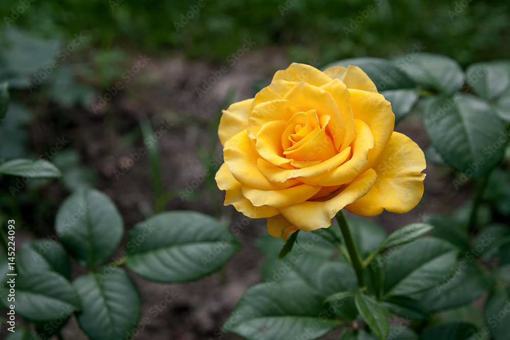 Yellow rose in the garden Yellow rose in the garden