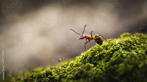 Forest ant closeup