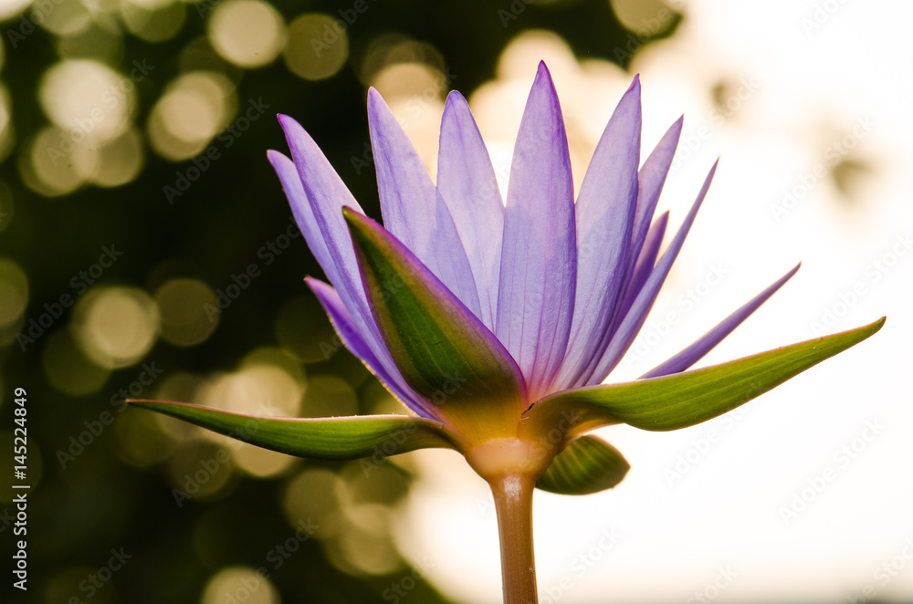 Fototapeta premium .The purple lotus bloomed in the morning sun. Look gorgeous, background blurred And a beautiful bokeh
