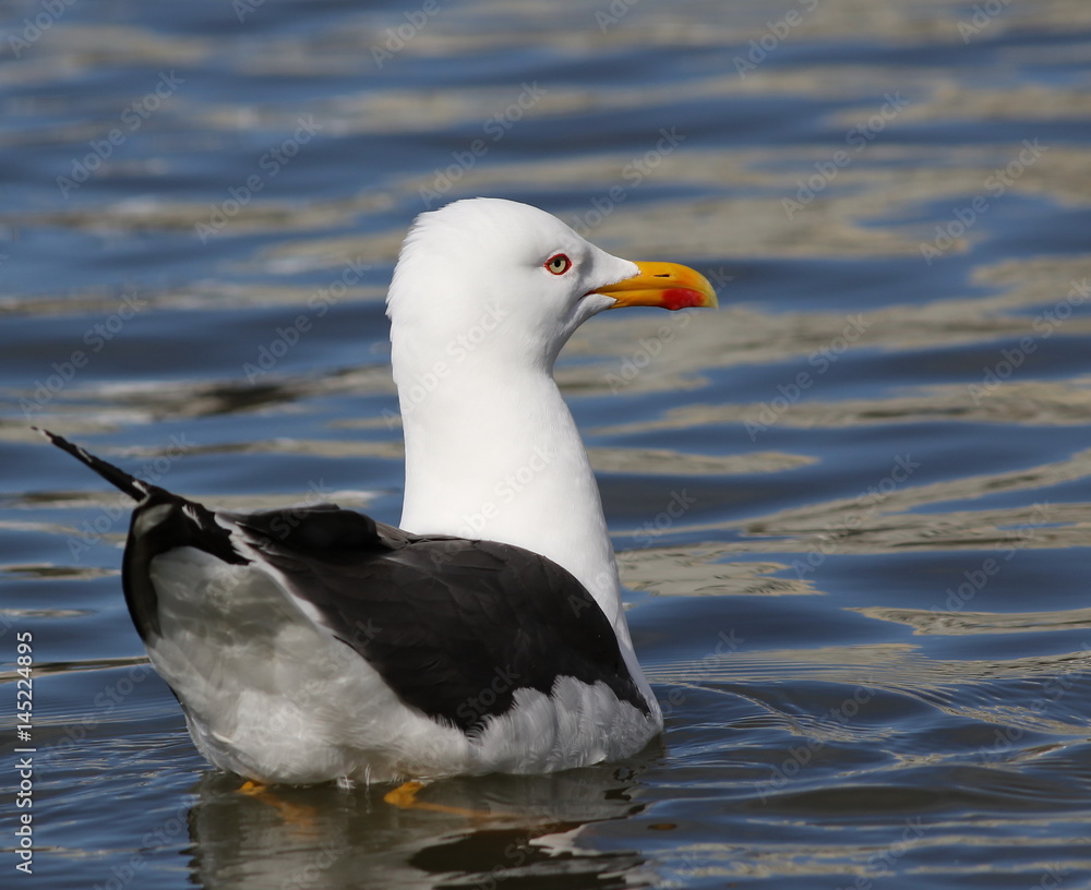 Fototapeta premium Lesser Black-backed Gull, Larus fuscus, birds of Iceland