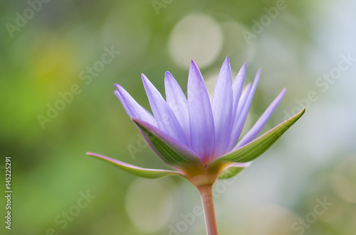.The purple lotus bloomed in the morning sun. Look gorgeous, background blurred And a beautiful bokeh