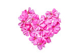Bright pink geranium flowers in heart shape isolated on white background, symbol of love.