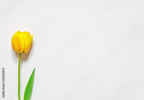 Bright yellow flowers of tulips on a white background, place for text