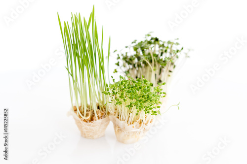 Growing microgreens on white background. Healthy eating concept of fresh garden produce organically grown as a symbol of health.