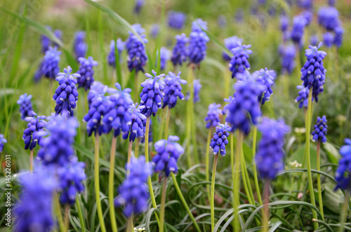 Blue primroses on a glade close-up