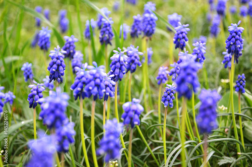 Blue muscari close-up on a green background