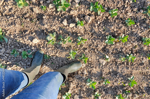 femme en bottes en caoutchouc dans champs avec semis