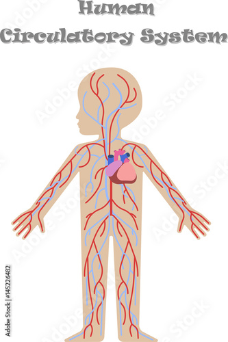 Kids body circulatory system
