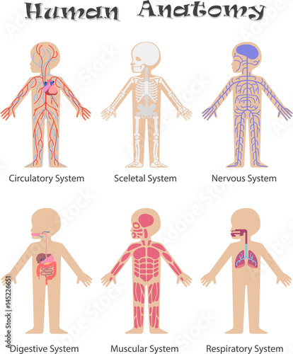 Human Anatomy