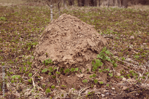 A large anthill in the forest