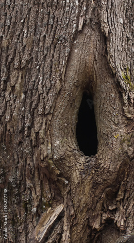 A hollow in a tree