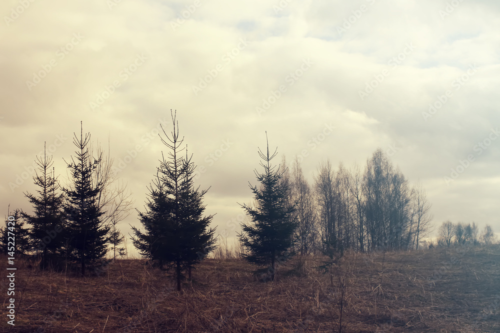 Fir-trees on the field. Fir-trees on the field.
