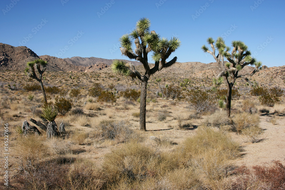 Panorama landscape of Joshua Tree National Park, Mojave Desert, California