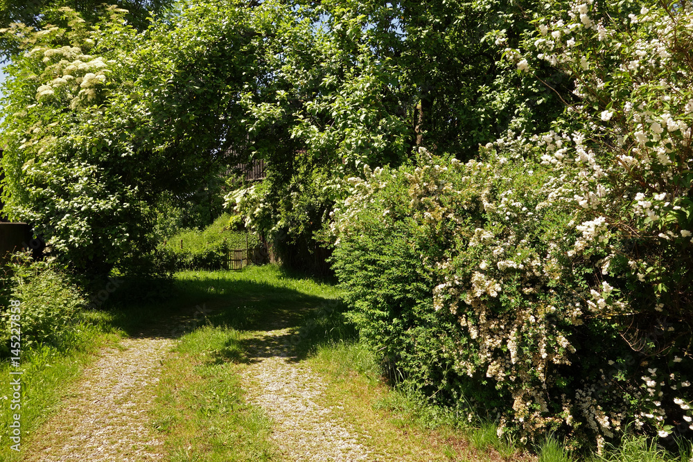Hofeinfahrt durch blühende Sträucher auf einen Bauernhof Hofeinfahrt durch blühende Sträucher auf einen Bauernhof