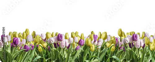 isolated yellow, white and pink Tulip white background space greeting textspace may flowers spring Happy Eastern