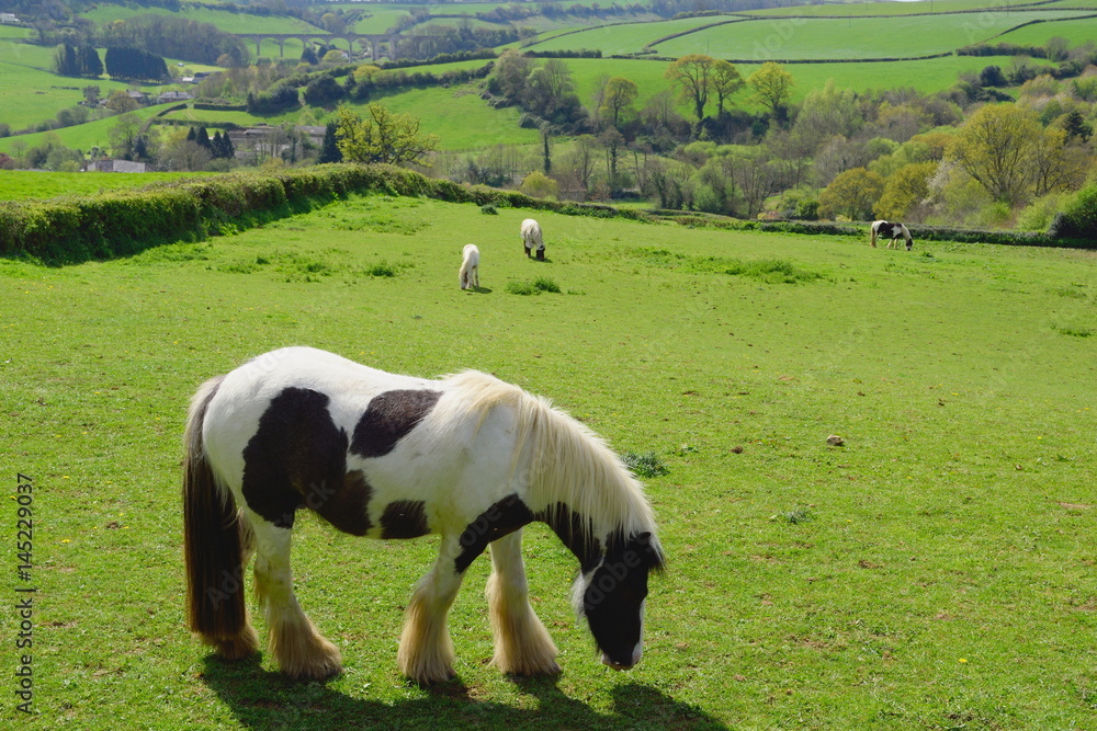 Horses grazing on a farmland in Dorset, England Horses grazing on a farmland in Dorset, England