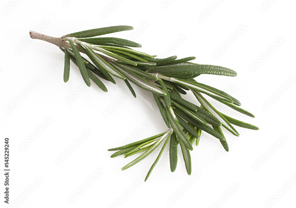 Rosemary, scented plant for herbal medicine and cooking ingredient.