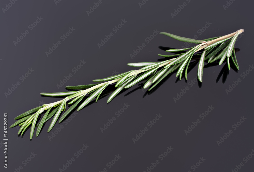 Naklejka premium Rosemary, scented plant for herbal medicine and cooking ingredient.