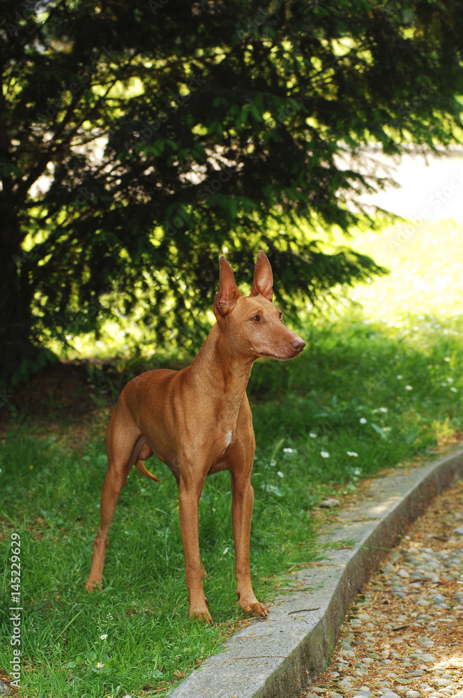 Portrait of Cirneco dell Etna