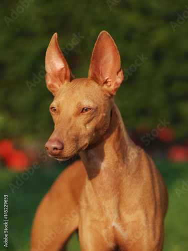фотографія Portrait of Cirneco dell Etna