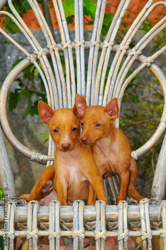 Portrait of two Cirneco dell Etna puppies photo