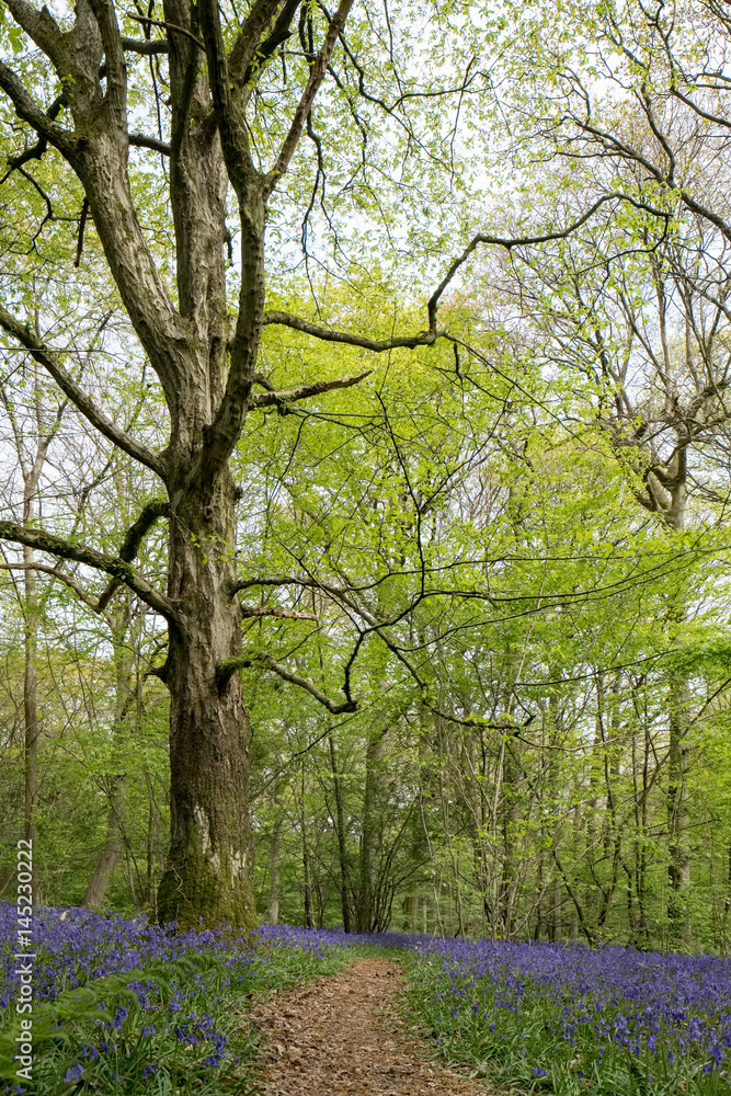 Bluebells in Staffhurst Woods near Oxted Surrey Bluebells in Staffhurst Woods near Oxted Surrey