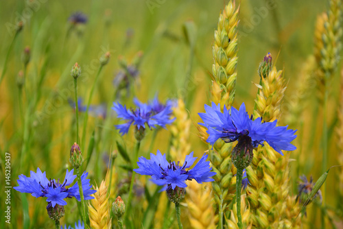 blue cornflower in wheat 