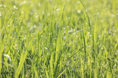 Natural summer meadow background. Green grass with dew drops 