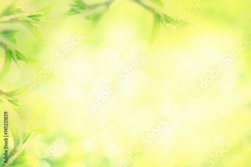 Fresh green tree leaves on blurred background, frame.