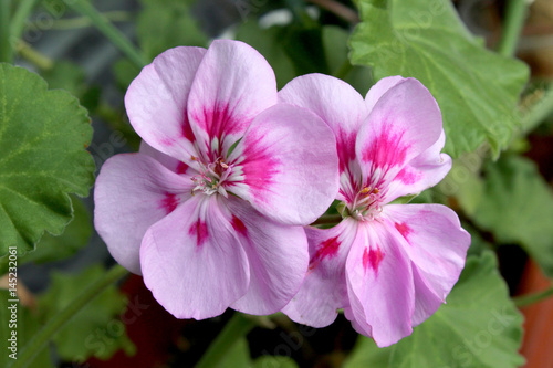 Fototapeta Naklejka Na Ścianę i Meble -  monstmerna