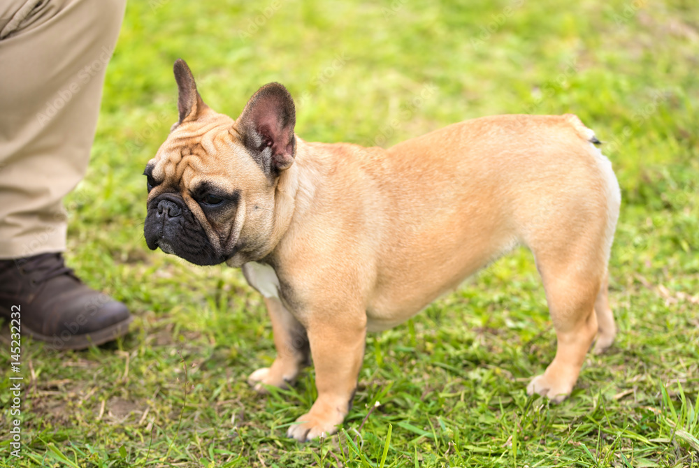French bulldog standing in the park