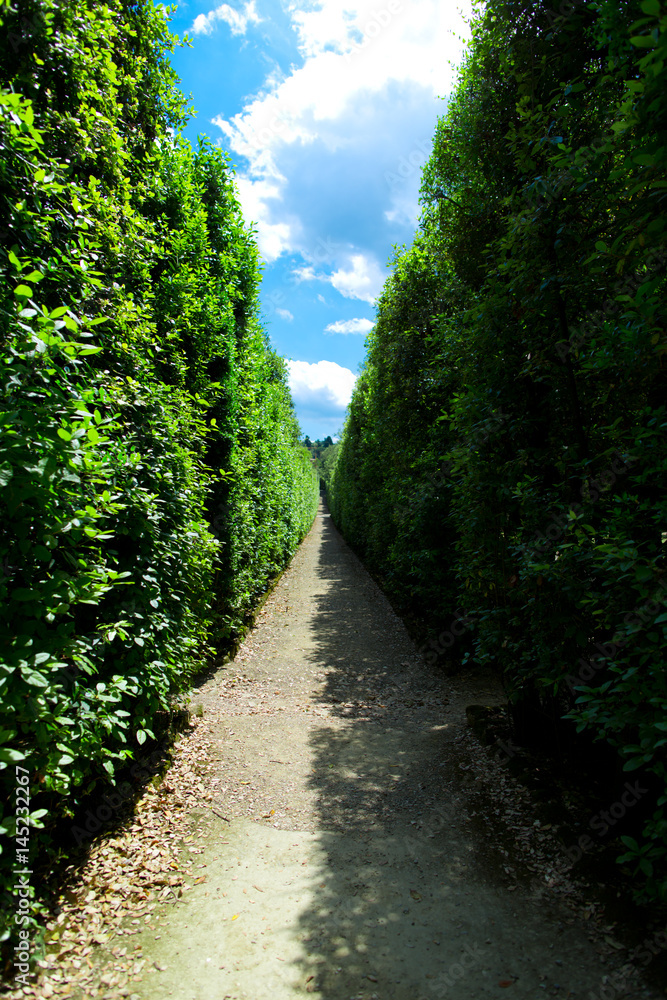 Beautiful cubic shrubs at the Boboli gardens