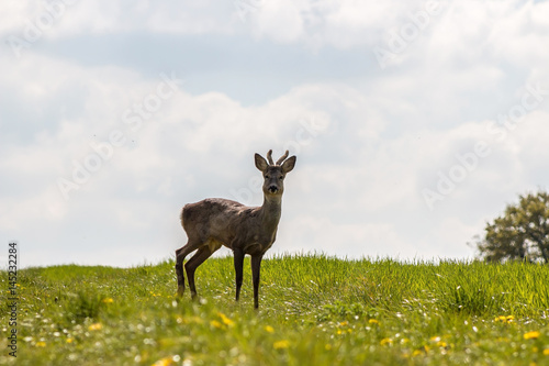 Young deer on the field © JarekKilian