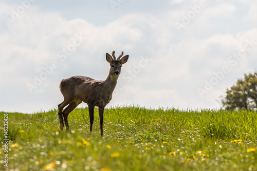 Young deer on the green field