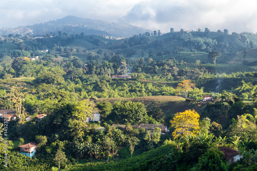 Early morning clouds gather over a view of a Coffee plantation near Manizales in the Coffee Triangle of Colombia.