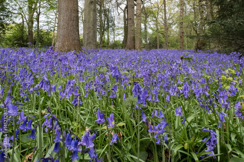 Bluebells in Staffhurst Woods near Oxted Surrey