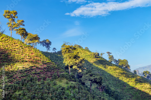 Coffee plants dot the hillside on a Coffee plantation near Manizales in the Coffee Triangle of Colombia.