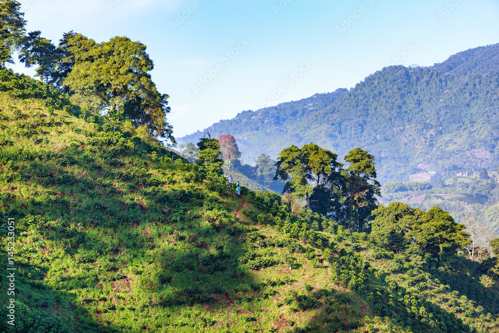 Obraz premium Early morning light illuminates a hillside of a Coffee plantation near Manizales in the Coffee Triangle of Colombia.