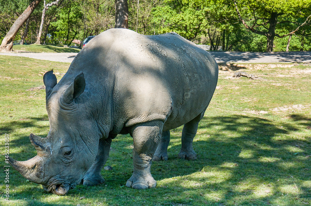 Fototapeta premium Beautiful rhinoceros portrait eating grass in safari park