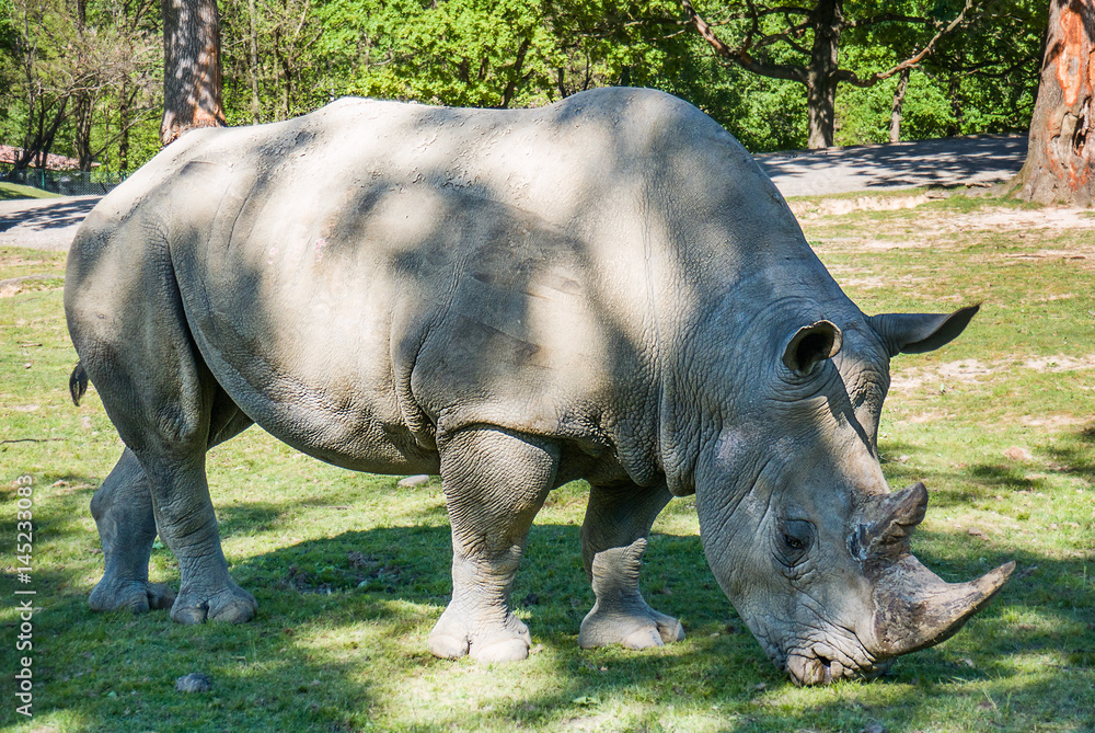 Obraz premium Beautiful rhinoceros portrait eating grass