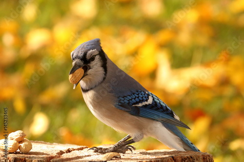 Blue Jay eating peanuts on a beautiful autumn day. photo