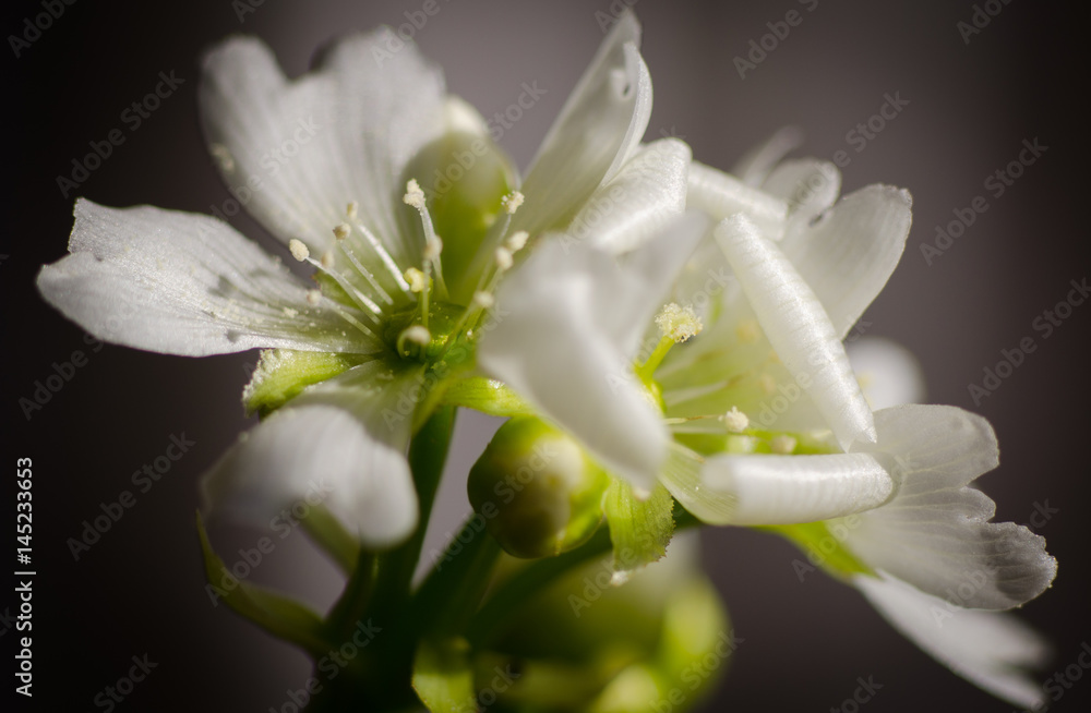 Flor Venus atrapamoscas, Venus flytrap flower, Macro