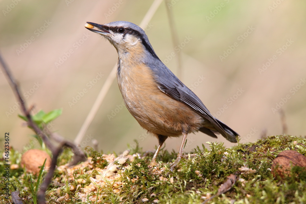 Naklejka premium Ptak Kowalik